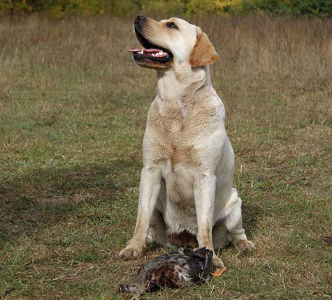 Dog